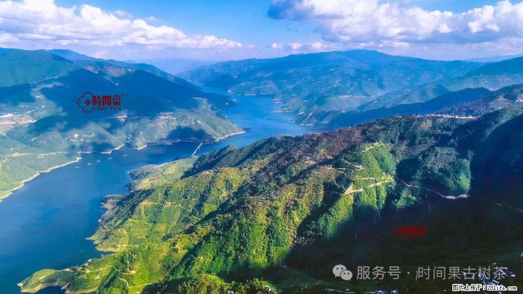 时间果百年古树龙珠普洱生茶 - 购物交流 - 禹州生活社区 - 禹州28生活网 yuzhou.28life.com