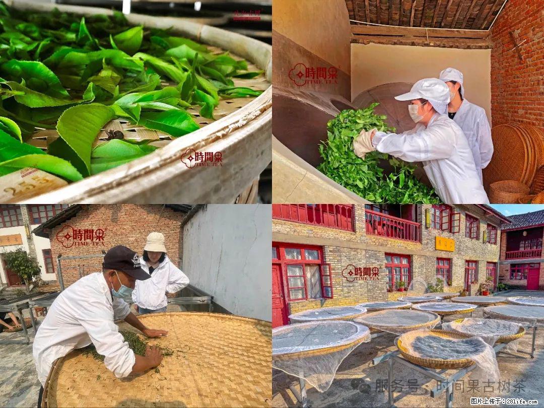 时间果百年古树龙珠普洱生茶 - 购物交流 - 禹州生活社区 - 禹州28生活网 yuzhou.28life.com