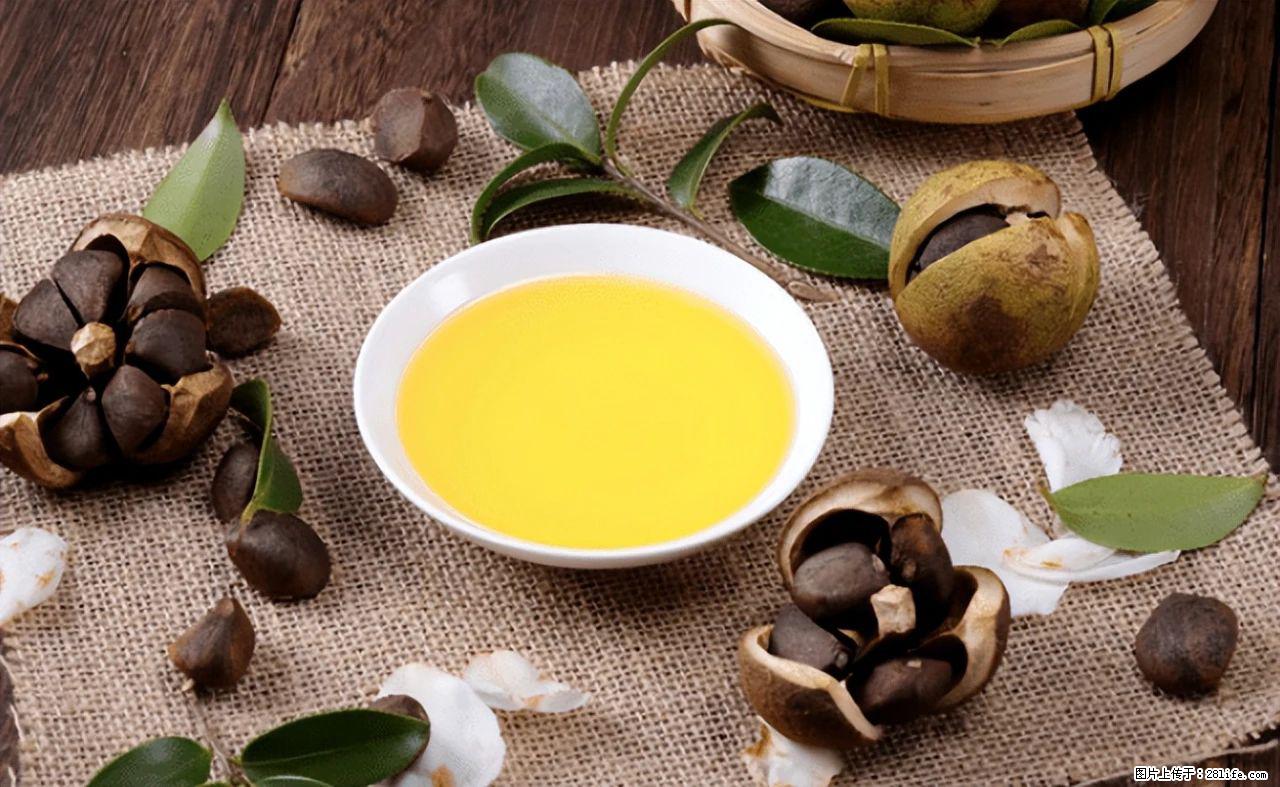 揭秘茶油的5大核心营养成分！被称为人体健康的“守护盾”！ - 禹州生活资讯 - 禹州28生活网 yuzhou.28life.com