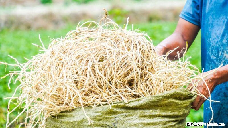 堪称“最难吃”的蔬菜，却是 “抗辐射神器”，还能护肺、清热、止咳化痰！ - 禹州生活资讯 - 禹州28生活网 yuzhou.28life.com