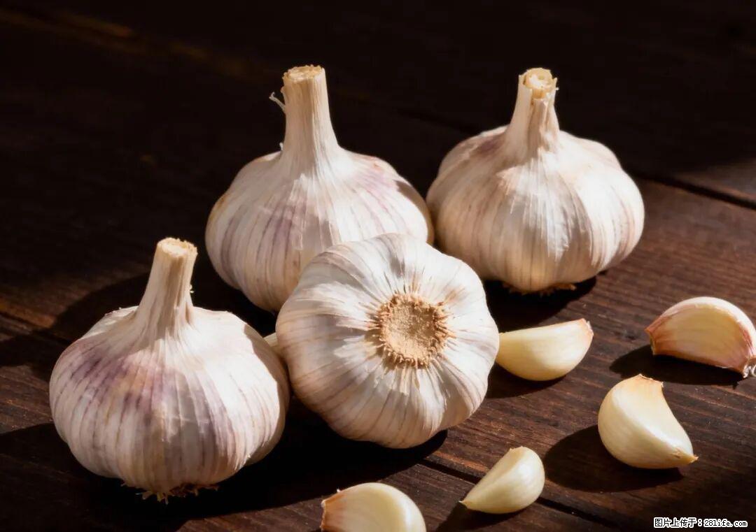 关于大蒜，除了“天然抗生素”，这4个谣言更该警惕! - 禹州生活资讯 - 禹州28生活网 yuzhou.28life.com