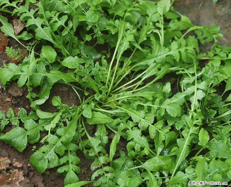 这些蔬菜是“天然钙片”，这6种被医生重点推荐 - 禹州生活资讯 - 禹州28生活网 yuzhou.28life.com