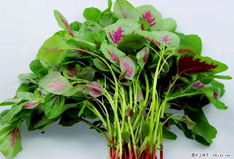 这些蔬菜是“天然钙片”，这6种被医生重点推荐 - 禹州生活资讯 - 禹州28生活网 yuzhou.28life.com