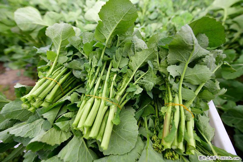 这些蔬菜是“天然钙片”，这6种被医生重点推荐 - 禹州生活资讯 - 禹州28生活网 yuzhou.28life.com